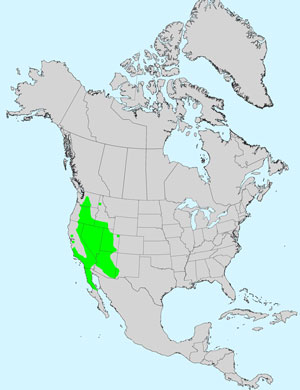 North America species range map for Whitedaisy Tidytips, Layia glandulosa: Click image for full size map.